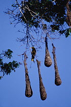 Green Oropendola (Psarocolius viridis) and nests hanging from tree, Amazon ecosystem, Brazil
