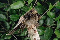 Pauraque (Nyctidromus albicollis) singing, Atlantic Forest ecosystem, Brazil