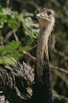 Greater Rhea (Rhea americana) portrait, threatened, Pantanal ecosystem, Brazil