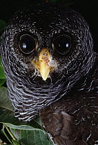 Black Owl (Strix huhula) portrait, Amazon ecosystem, Brazil