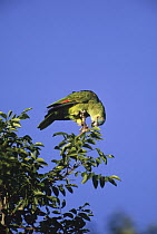 Blue-fronted Parrot (Amazona aestiva) perching in canopy, Pantanal ecosystem, Brazil