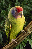 Red-tailed Amazon (Amazona brasiliensis), Atlantic Forest, Brazil