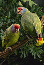 Red-tailed Amazon (Amazona brasiliensis) pair, Atlantic Forest, Brazil