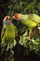 Red-tailed Amazon (Amazona brasiliensis) adult pair sharing fruit, southern Brazil