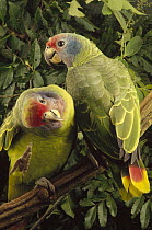Red-tailed Amazon (Amazona brasiliensis) adult pair, southern Brazil