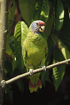 Red-tailed Amazon (Amazona brasiliensis) adult portrait, southern Brazil