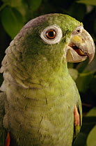Mealy Parrot (Amazona farinosa) portrait, Amazon ecosystem, Brazil