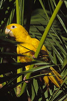 Golden Parakeet (Aratinga guarouba) portrait, Amazon, Brazil