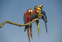 Blue and Yellow Macaw (Ara ararauna) and Red and Green Macaw (Ara chloroptera) group perching on branch, Amazonian ecosystem, Brazil