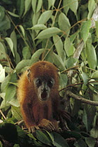Brown Howler Monkey (Alouatta fusca) baby calling, southern Brazil