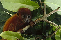 Brown Howler Monkey (Alouatta fusca) baby clinging to branch, Amazon ecosystem, Brazil