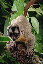 Northern Night Monkey (Aotus trivirgatus) portrait, Amazon ecosystem, Brazil