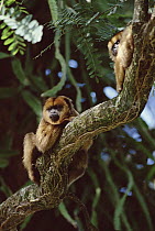 Brown Howler Monkey (Alouatta fusca) sitting in tree, southern Brazil