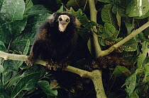 Buffy-eared Marmoset (Callithrix aurita) portrait, Atlantic Forest, Brazil