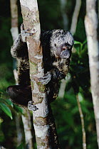 White-faced Saki (Pithecia pithecia) clinging to tree trunk, Amazon ecosystem, Brazil