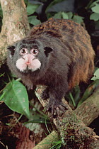Spix's Mustached Tamarin (Saguinus mystax) portrait, Amazon ecosystem, Brazil