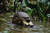 Giant River Otter (Pteronura brasiliensis) eating in river, Pantanal ecosystem, Brazil