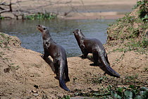 Giant River Otter (Pteronura brasiliensis) pair at river's edge, Pantanal, Brazil
