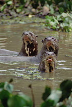 Giant River Otter (Pteronura brasiliensis) trio in river, Pantanal, Brazil