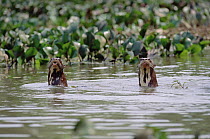 Giant River Otter (Pteronura brasiliensis) pair in river, Pantanal, Brazil