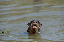 Giant River Otter (Pteronura brasiliensis) calling from river, Pantanal, Brazil