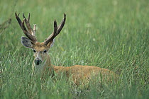 Marsh Deer (Blastocerus dichotomus) male resting in grass, Pantanal, Brazil