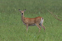 Pampas Deer (Ozotoceros bezoarticus) portrait, threatened, Pantanal ecosystem, Brazil