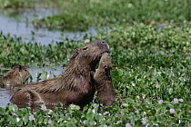 Capybara (Hydrochoerus hydrochaeris) parent with baby, Pantanal ecosystem, Brazil