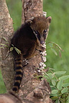 Coatimundi (Nasua nasua) young in tree, Pantanal ecosystem, Brazil