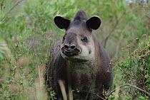 Brazilian Tapir (Tapirus terrestris) portrait, southern Brazil