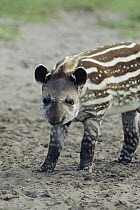 Brazilian Tapir (Tapirus terrestris) baby showing spots and stripes which will disappear with maturity, southern Brazil