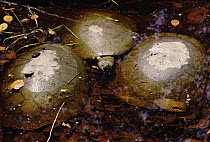 Yellow-spotted Amazon River Turtle (Podocnemis unifilis) trio in pond, Amazon, Brazil