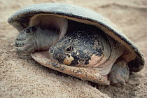 South American River Turtle (Podocnemis expansa) portrait, Amazon ecosystem, Brazil