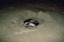 South American River Turtle (Podocnemis expansa) on a high beach of Trombetas River where it lays its eggs, Amazon ecosystem, Brazil