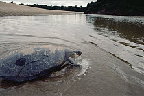 South American River Turtle (Podocnemis expansa) on a high beach of Trombetas River where it lays its eggs, Amazon ecosystem, Brazil