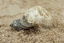 South American River Turtle (Podocnemis expansa) hatchling emerging from egg buried in sand nest, Amazon ecosystem, Brazil