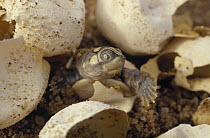 South American River Turtle (Podocnemis expansa) hatchling emerging from shell surrounded by other eggs in nest, Amazon ecosystem, Brazil