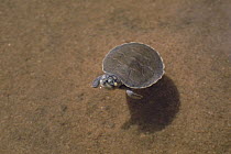 South American River Turtle (Podocnemis expansa) hatchling floating in river, Amazon ecosystem, Brazil