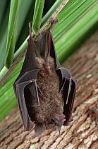 Silky Short-tailed Bat (Carollia brevicauda) hanging upside down, Amazon ecosystem, Brazil