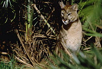 Mountain Lion (Puma concolor) portrait in forest undergrowth, Amazon ecosystem, Brazil