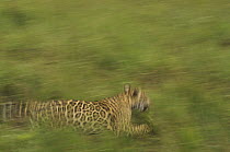Jaguar (Panthera onca) running through green grass, Amazon ecosystem, Brazil