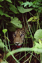 Jaguar (Panthera onca) in forest undergrowth, Amazon ecosystem, Brazil