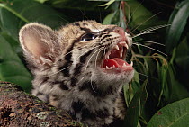 Margay (Leopardus wiedii) kitten hissing, Amazon ecosystem, Brazil