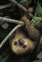 Southern Two-toed Sloth (Choloepus didactylus) hanging from branch, Amazon, Brazil