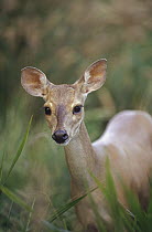 Red Brocket Deer (Mazama americana) portrait, semi-arid region of the Caatinga ecosystem, Brazil