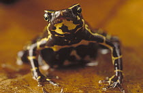Toad (Atelopus sp) portrait on leaf litter, Amazon ecosystem, Brazil