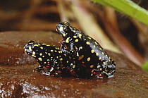 Toad (Melanophryniscus sp) pair mating, Cerrado ecosystem, Brazil