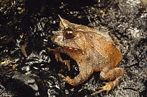Bahia Smooth Horned Frog (Proceratophrys boiei) portrait on forest floor, Atlantic Forest ecosystem, Brazil