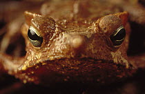 Leaf Litter Toad (Bufo typhonius) portrait, Amazon ecosystem, Brazil