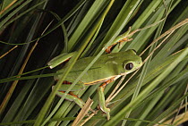 Orange-legged Leaf Frog (Phyllomedusa hypochondrialis) camouflaged among grasses, Pantanal ecosystem, Brazil